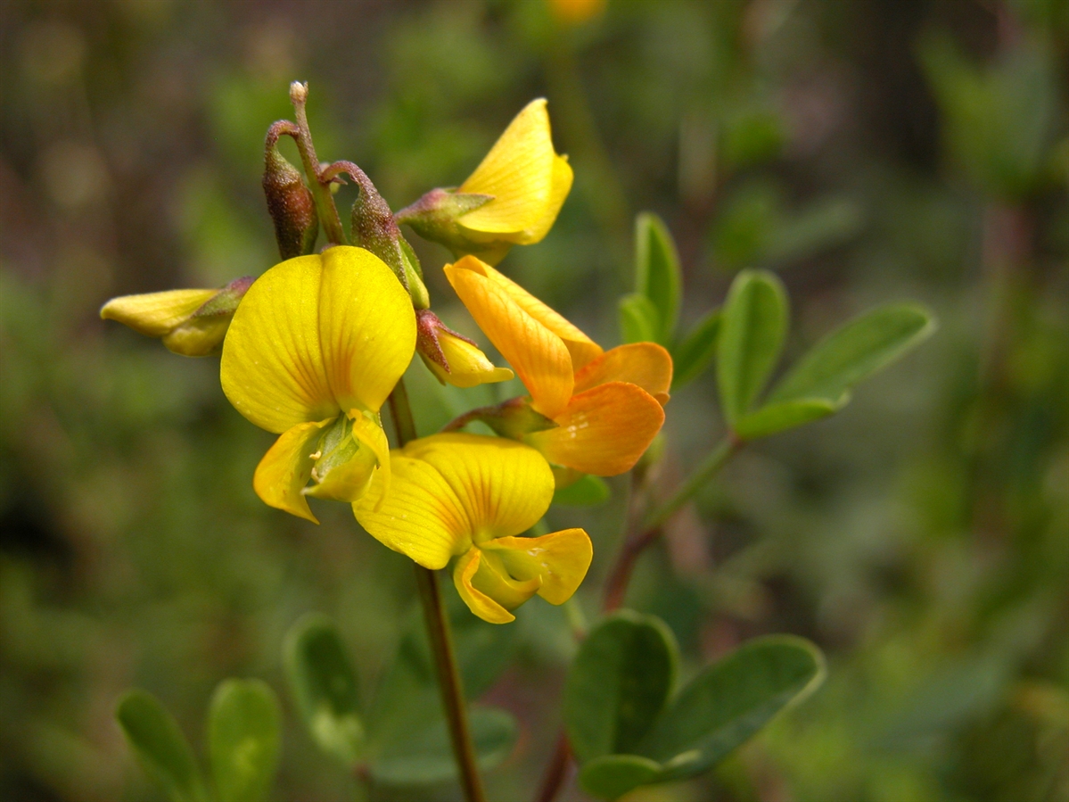 Crotalaria juncea